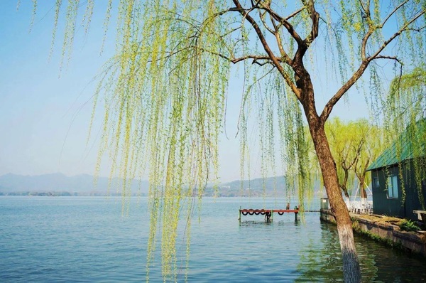 寒冬过后春风来 便是万物杨柳生